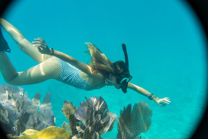 Biologist Owned & Operated: Dolphin Watching & Guided Snorkeling - Finding more than 200 wild bottlenose dolphins