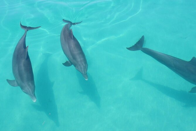 Biologist Owned & Operated: Dolphin Watching & Guided Snorkeling - Snacks, water, and the small comforts that matter