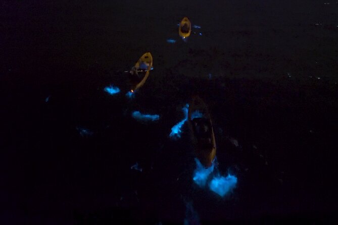 Bioluminescence Kayak Tour - How much value do you get?