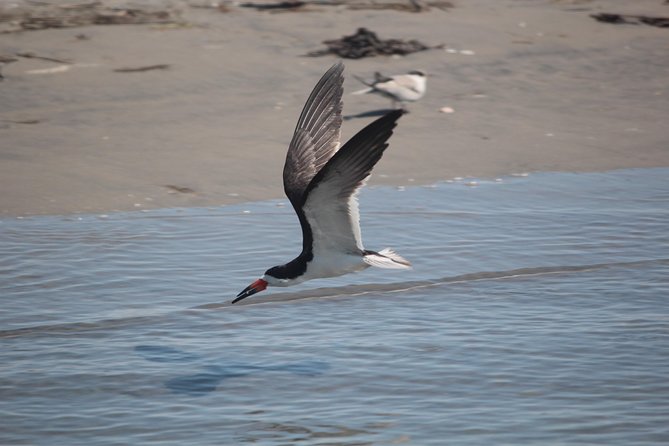 Birding By Boat on the Osprey - Key points about Birding By Boat on the Osprey