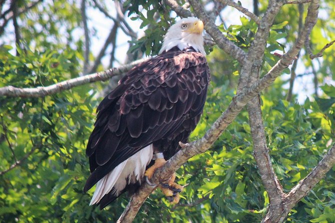 Birding By Boat on the Osprey - Captain Bob and the art of finding birds