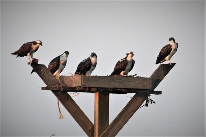 Birding By Boat on the Osprey - Practical comfort and who will enjoy it most