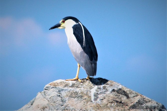 Birding By Boat on the Osprey - Is $38 a good value?