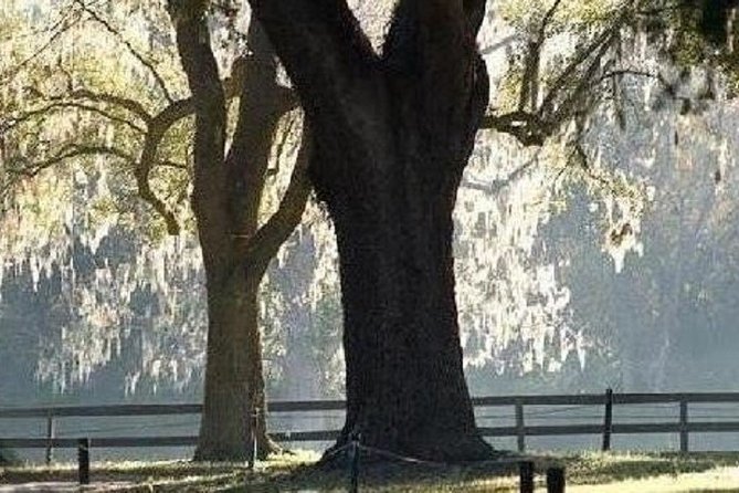Boone Hall Plantation Admission & Tour with Transportation from Charleston - The 30-minute house tour sets the historical frame