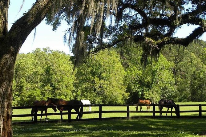 Boone Hall Plantation All-Access Admission Ticket - The Gin House Museum and 300 years of change