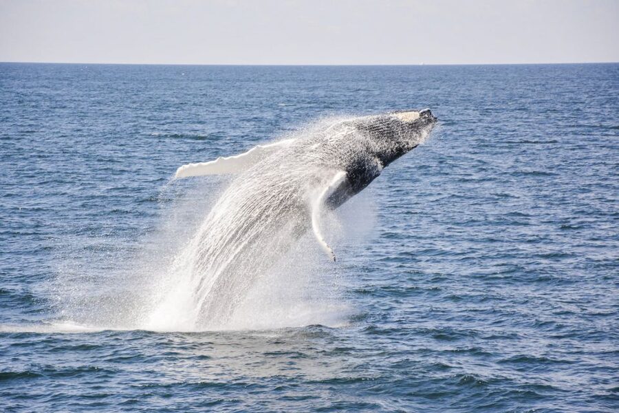 Boston: City Cruises Whale Watching Cruise - FAQ