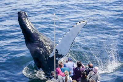 City Cruises Whale Watching Cruise