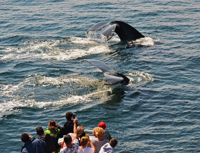 Boston: City Cruises Whale Watching Cruise - Naturalist commentary that makes the wildlife easier to understand