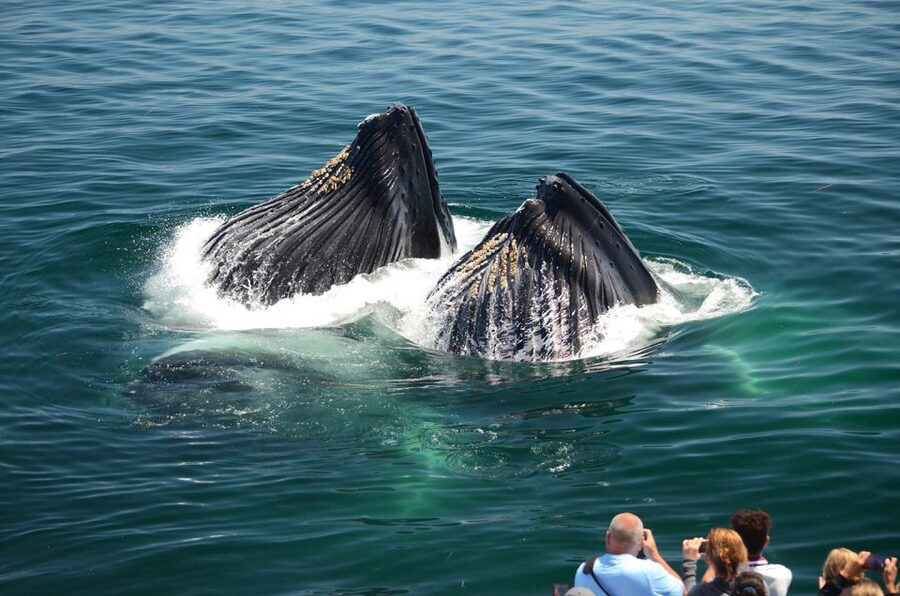 Boston: City Cruises Whale Watching Cruise - Weather, seasickness, and what to pack