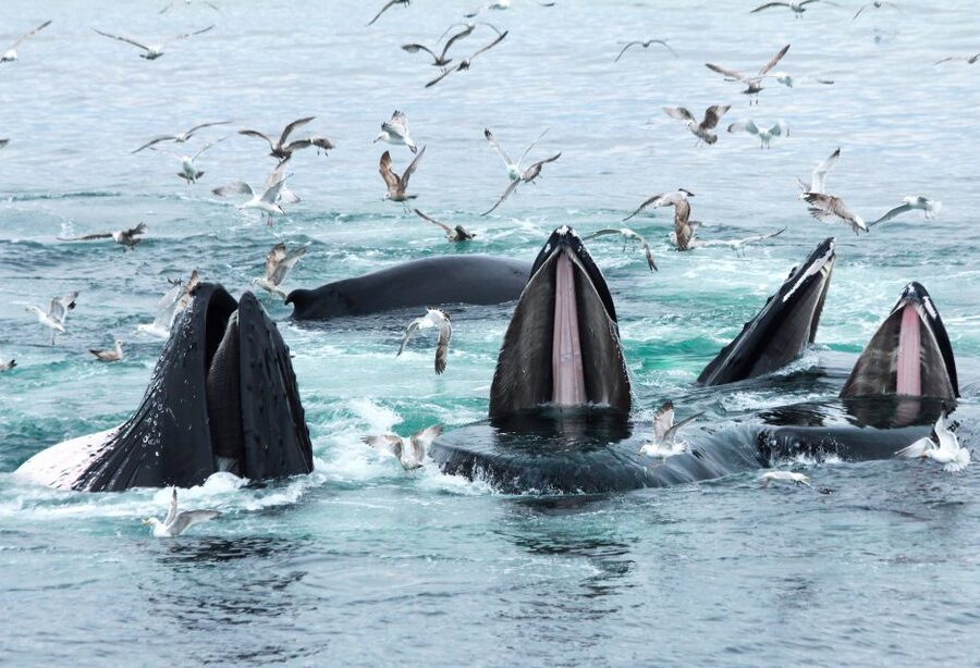 Boston: City Cruises Whale Watching Cruise - Is $85 a fair price for Boston whale watching?