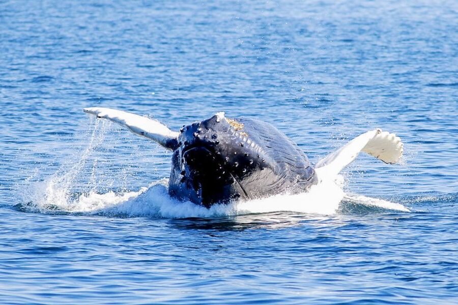 Boston: City Cruises Whale Watching Cruise - Should you book the Boston whale-watching cruise?