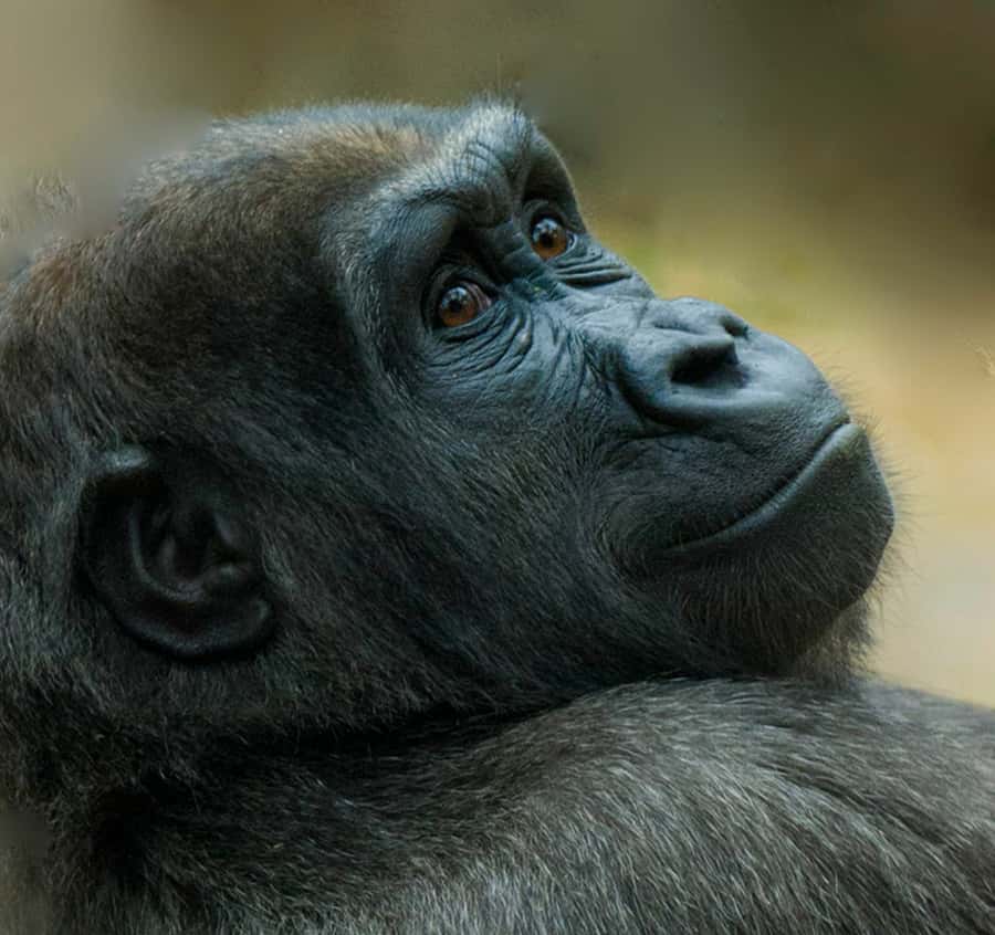 Boston: Franklin Park Zoo Entry Ticket - Start with the Tropical Forest