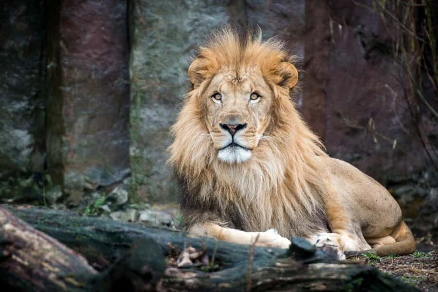 Boston: Franklin Park Zoo Entry Ticket - Kalahari Kingdom brings the lion close
