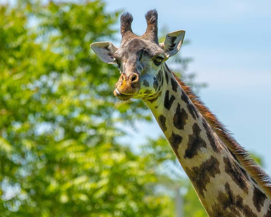 Boston: Franklin Park Zoo Entry Ticket - Gorilla Grove is a seasonal highlight