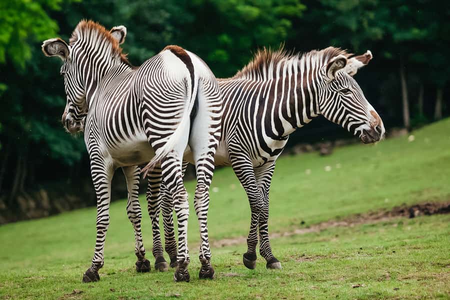 Boston: Franklin Park Zoo Entry Ticket - $24 is fair if you use the whole day