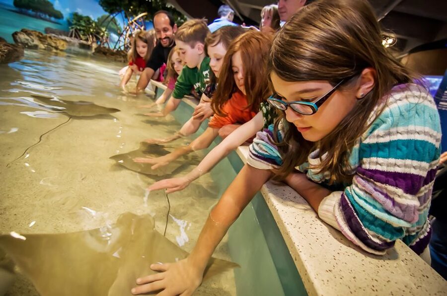 Boston: New England Aquarium Entry + Optional Simons Theatre - The Giant Ocean Tank Is the Main Event