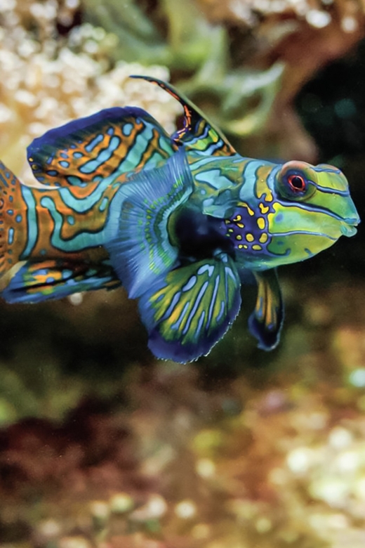 Boston: New England Aquarium Entry + Optional Simons Theatre - Small Reef Animals at the Yawkey Coral Reef Center