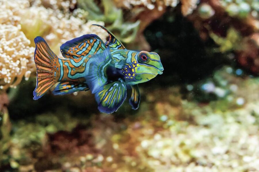 Boston: New England Aquarium Entry + Optional Simons Theatre - Indo-Pacific Reef Life and the Aquarium’s Variety