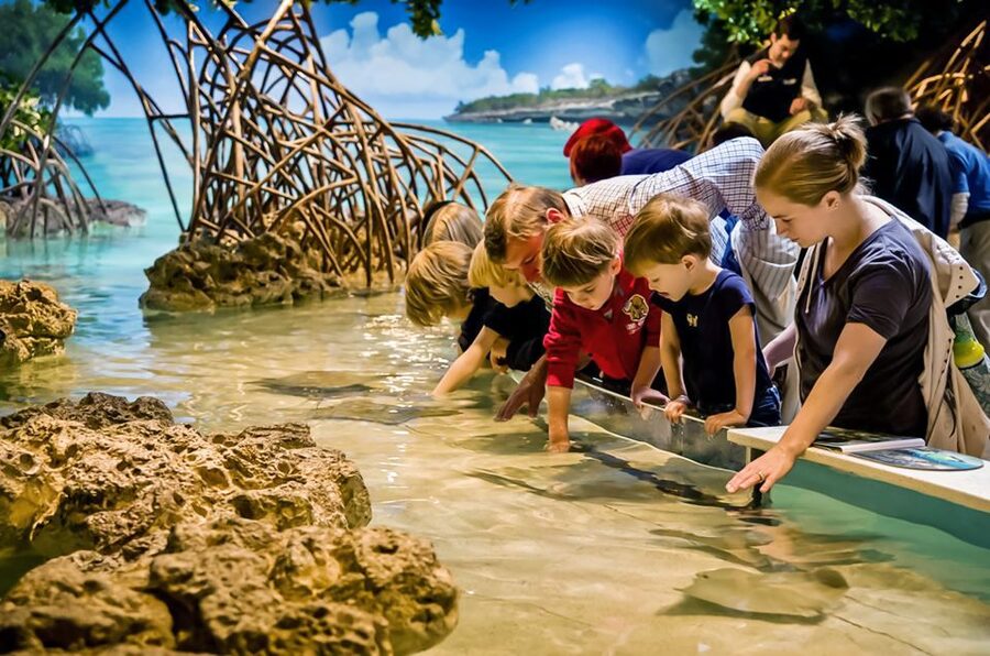 Boston: New England Aquarium Entry + Optional Simons Theatre - Amazon Rainforest and Other Animal Stops