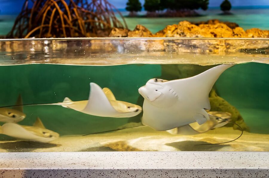Boston: New England Aquarium Entry + Optional Simons Theatre - Timing, Entry, and Crowds