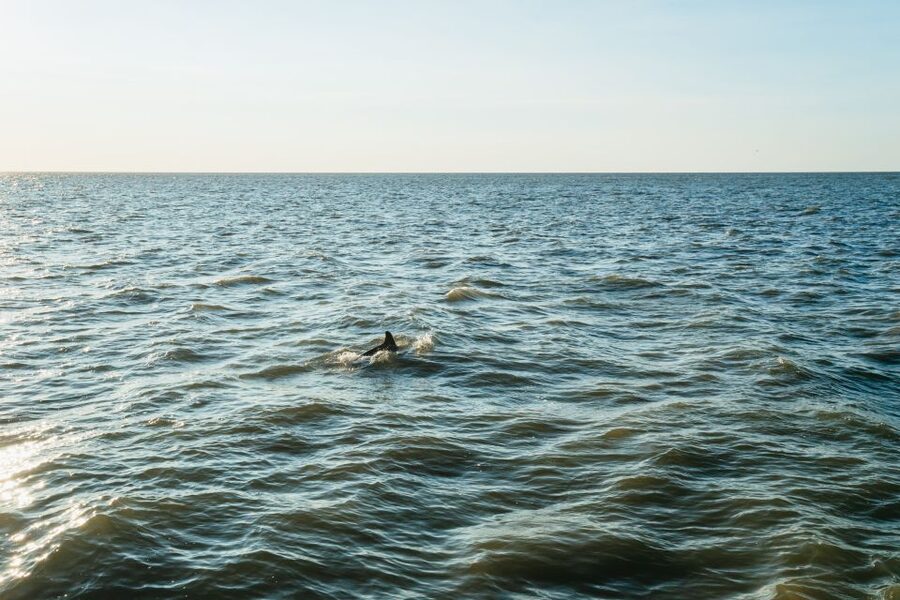 Cape May: Cape May Island Sunset Cruise & Dolphin Watching - Following Cape May’s shoreline by boat