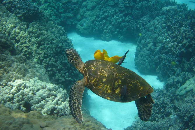 Captain Cook Snorkel Tour with Sea Caves and Lava Tubes - Who should book, and who should skip it