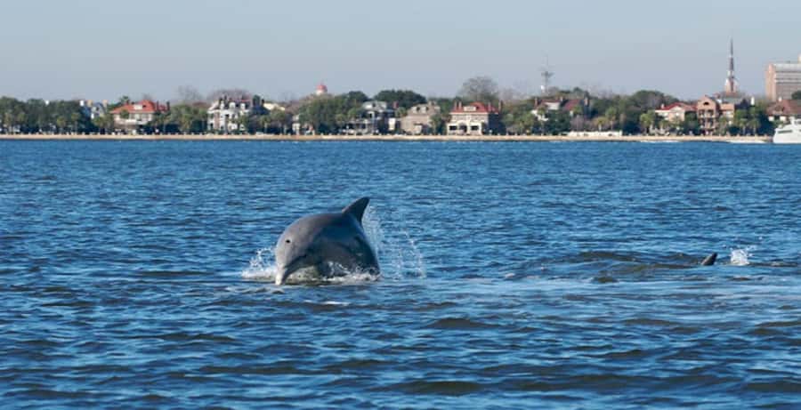 Charleston: Daytime or Sunset Historic Harbor Cruise - Why a Charleston harbor cruise is worth 90 minutes