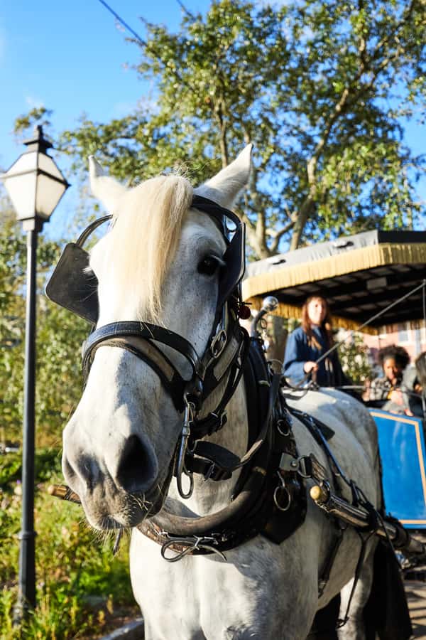 Charleston: Downtown Horse-Drawn Carriage Tour - Is $50 a fair price?
