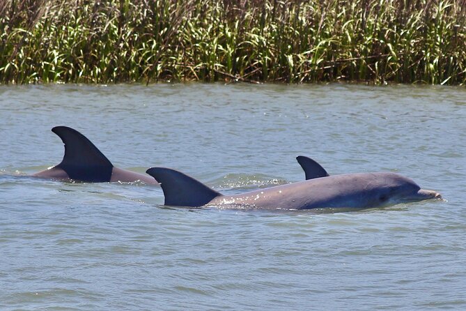 Charleston Eco Boat Cruise with stop at Morris Island Lighthouse - A gentle ride through Charleston’s tidal creeks