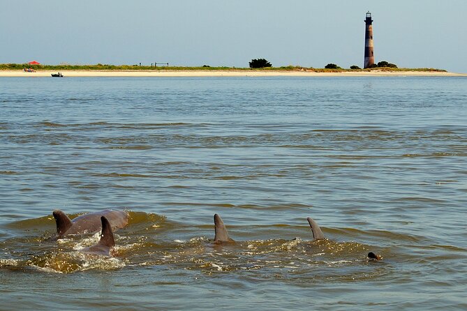 Charleston Eco Boat Cruise with stop at Morris Island Lighthouse - What makes the wildlife watching worthwhile