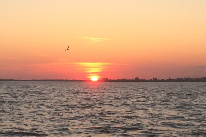 Charleston Harbor Sunset Cruise - Dolphins, sea birds, and the limits of wildlife watching