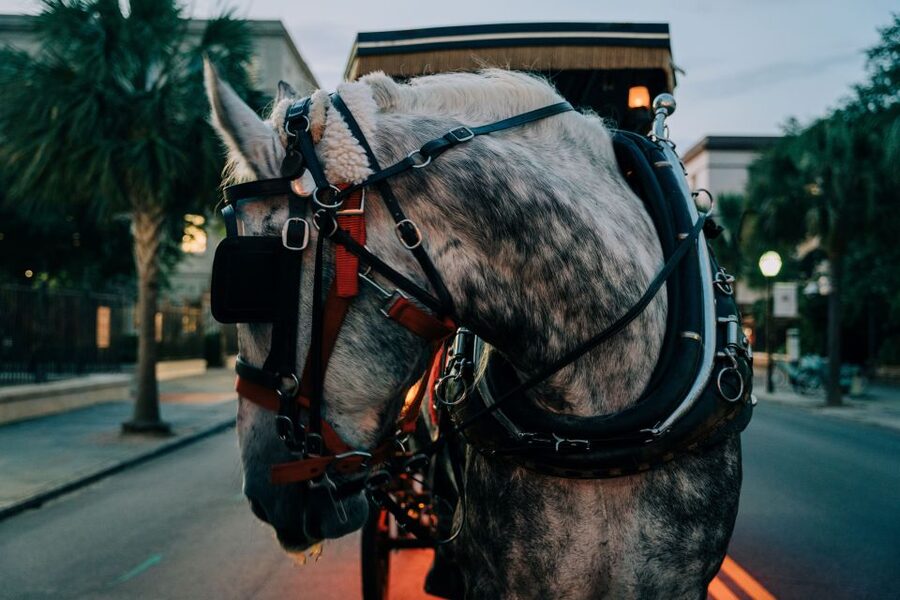 Charleston: Haunted Carriage Evening Tour - Cobblestones, alleys, and 300 years of stories