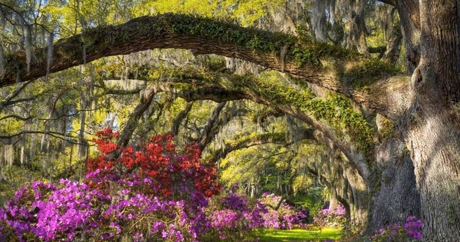 Charleston: Magnolia Plantation Entry & Tour with Transport - Small details that make the day better