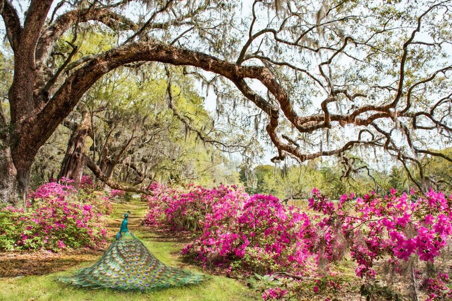 Charleston: Magnolia Plantation Entry & Tour with Transport - Who will enjoy this tour most