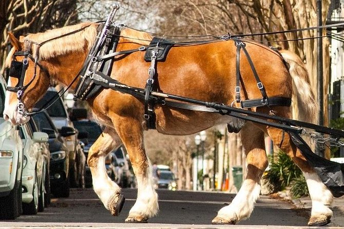 Charleston's Historic Residential Horse and Carriage Tour - A gentle introduction to Charleston’s old streets