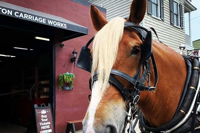 Charleston's Historic Residential Horse and Carriage Tour - Price and value at $50