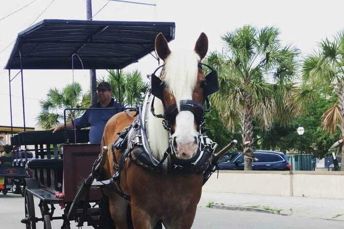 Charleston's Historic Residential Horse and Carriage Tour - Timing, weather, and downtown traffic