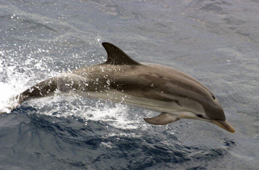 Charleston: Sightseeing Harbor Tour & Dolphin Watch - The first views across Charleston Harbor