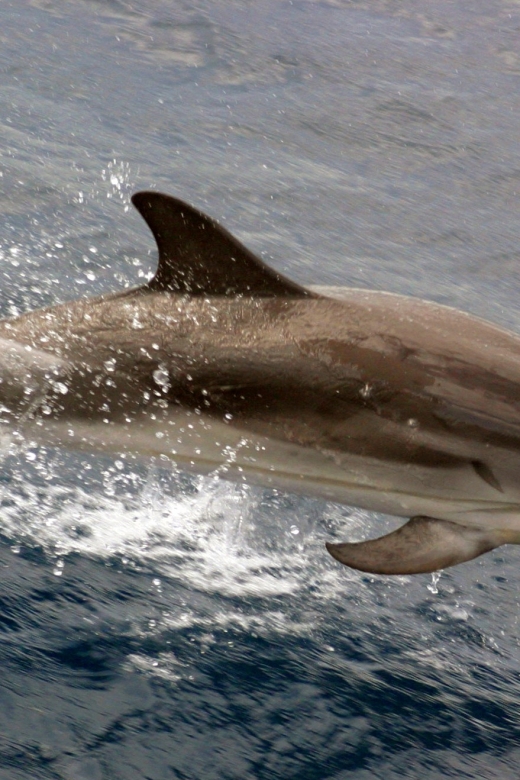 Charleston: Sightseeing Harbor Tour & Dolphin Watch - Starting at Patriots Point or Aquarium Wharf