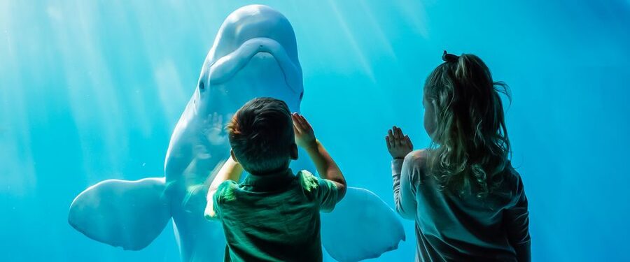 Chicago CityPASS®: Save up to 49% at 5 Top Attractions - Adler Planetarium and its two Sky Shows