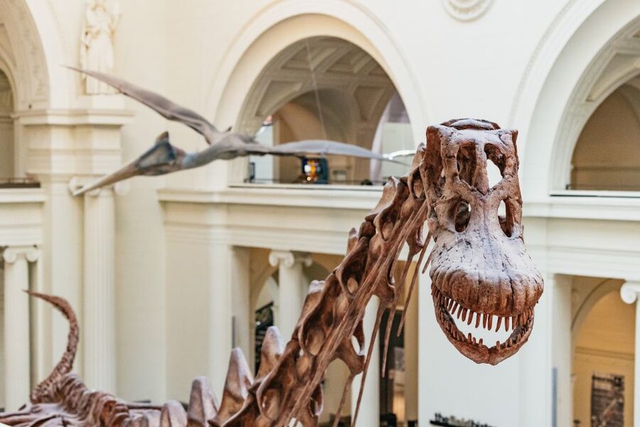 Chicago: Field Museum of Natural History Ticket or VIP Tour - From ancient Americas to Egypt and the world beyond