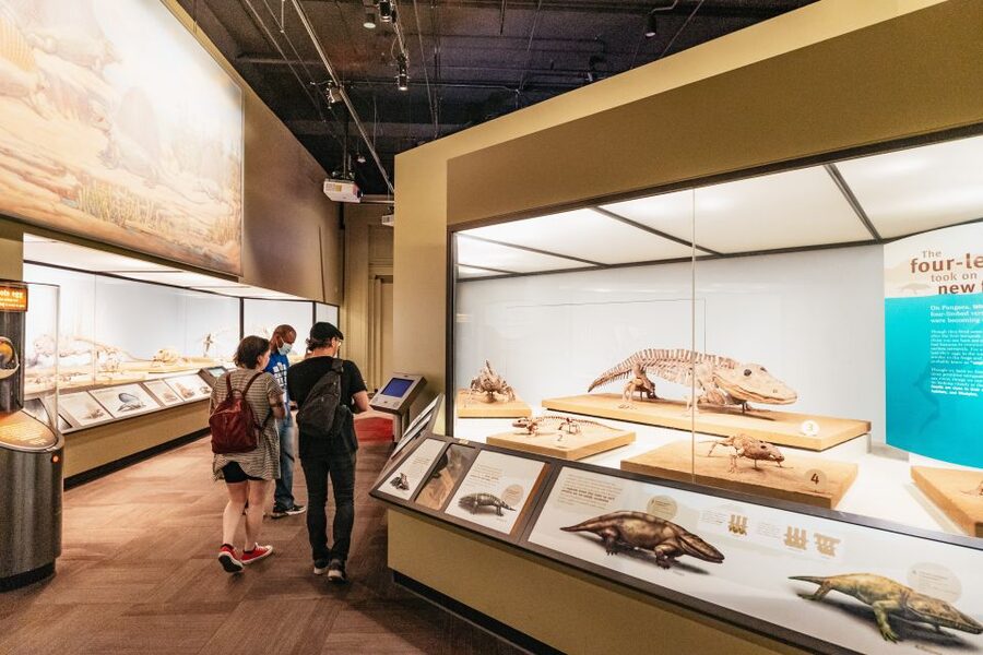 Chicago: Field Museum of Natural History Ticket or VIP Tour - Crowds, timing, and getting around