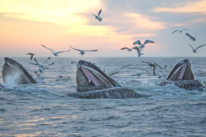City Cruises Boston Whale Watching Cruise by High-Speed Boat - What the three-and-a-half-hour schedule feels like