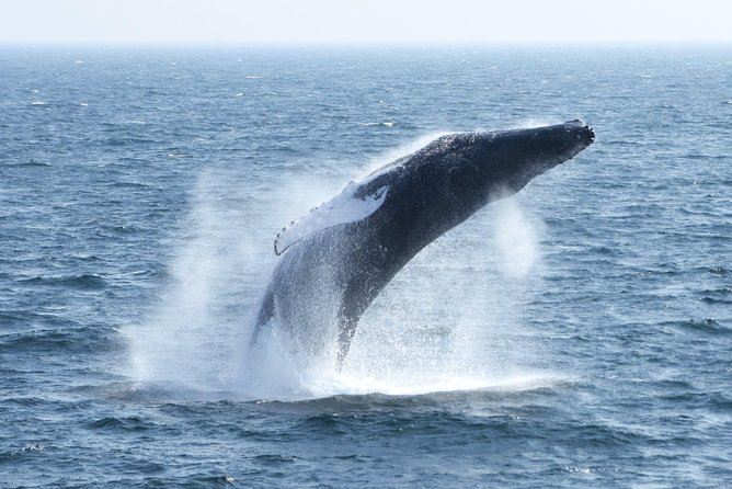 City Cruises Boston Whale Watching Cruise by High-Speed Boat - Cold wind and rough water are part of the experience