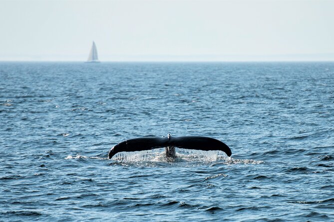 City Cruises Boston Whale Watching Cruise by High-Speed Boat - The value of the $85.56 ticket