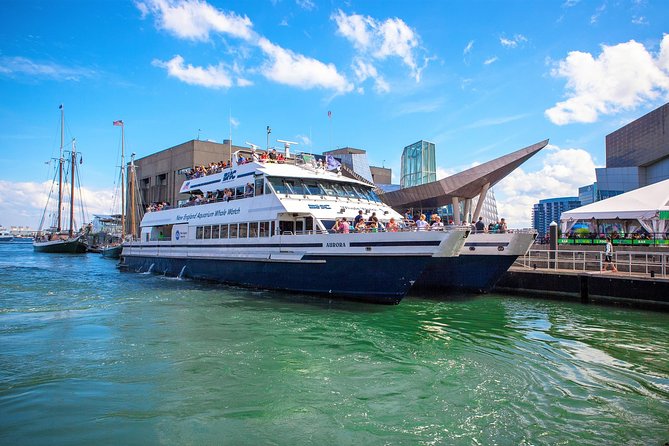 City Cruises Boston Whale Watching Cruise by High-Speed Boat - A naturalist-led search, not a silent sightseeing ride