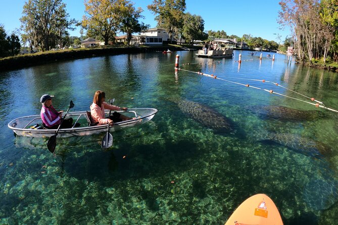 Clear Kayak Manatee Ecotour of Crystal River - Why the small group matters