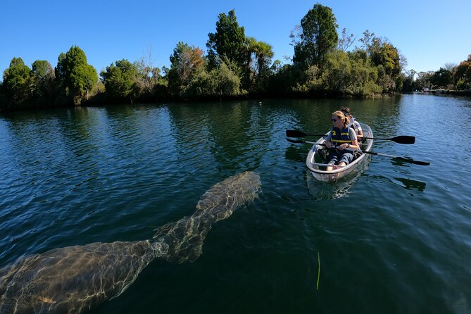 Clear Kayak Manatee Ecotour of Crystal River - Manatee season, weather, and realistic expectations