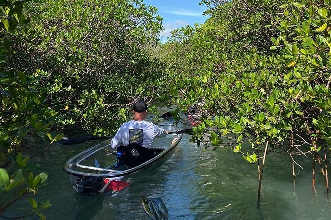 Clear Kayak Tours in Fort Pierce - Wildlife expectations: enjoy the search