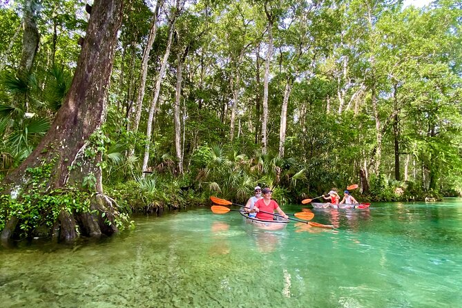 Clear Kayak Tours in Weeki Wachee - Wildlife sightings: manatees, dolphins, and more